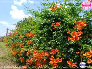 MadeinMycountry-MadeinMycountryGR-MadeinMycountyry-EU-Greece-Cyprus-Hellas-Madein-Greece-and-Cyprus-EU-Europe-nature-Flowers